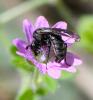 Corynis sp.